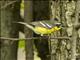 Magnolia Warbler (Setophaga magnolia)