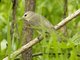 Eastern Warbling Vireo (Vireo gilvus)