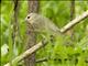 Warbling Vireo (Vireo gilvus)