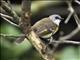 American Redstart (Setophaga ruticilla)