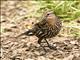 Red-winged Blackbird (Agelaius phoeniceus) - Female