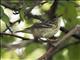 Blackpoll Warbler (Setophaga striata) - Female