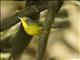 Canada Warbler (Cardellina canadensis) - Female