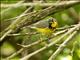 Canada Warbler (Cardellina canadensis) - Male