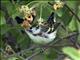 Chestnut-sided Warbler (Setophaga pensylvanica)