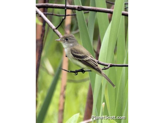 Alder Flycatcher (Empidonax alnorum)