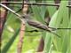 Alder Flycatcher (Empidonax alnorum)