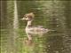 Hooded Merganser (Lophodytes cucullatus) - Female