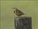 Eastern Meadowlark (Sturnella magna)