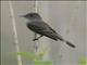 Alder Flycatcher (Empidonax alnorum)