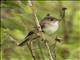 Willow Flycatcher (Empidonax traillii)