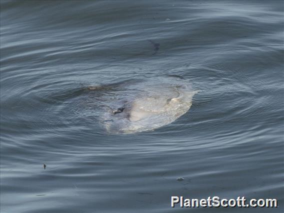 Ocean Sunfish (Mola mola)