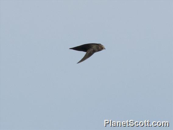 Black Swift (Cypseloides niger)