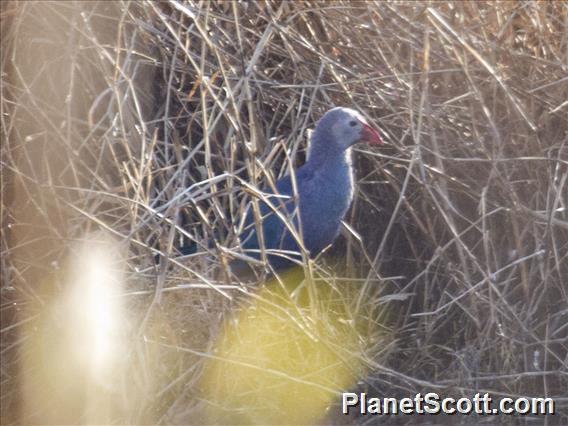 Gray-headed Swamphen (Porphyrio poliocephalus)