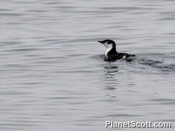 Guadalupe Murrelet (Synthliboramphus hypoleucus)