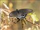 Pipevine Swallowtail (Battus philenor)