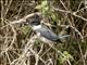 Belted Kingfisher (Megaceryle alcyon)