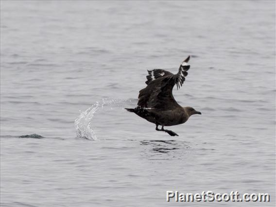 South Polar Skua (Stercorarius maccormicki)