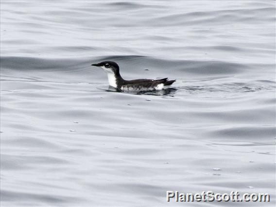 Scripp's Murrelet (Synthliboramphus scrippsi)