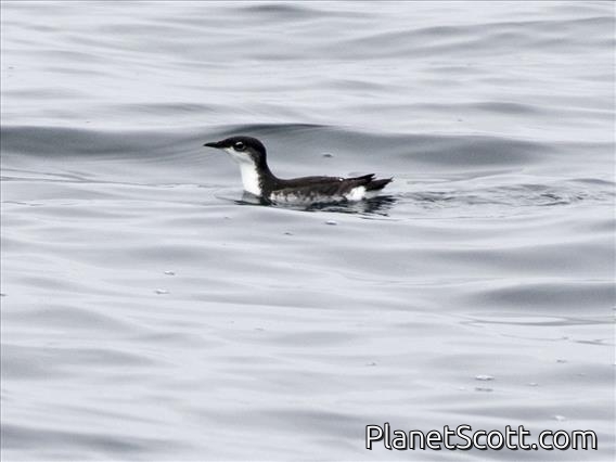Scripps's Murrelet (Synthliboramphus scrippsi)