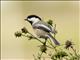 Black-capped Chickadee (Poecile atricapillus)