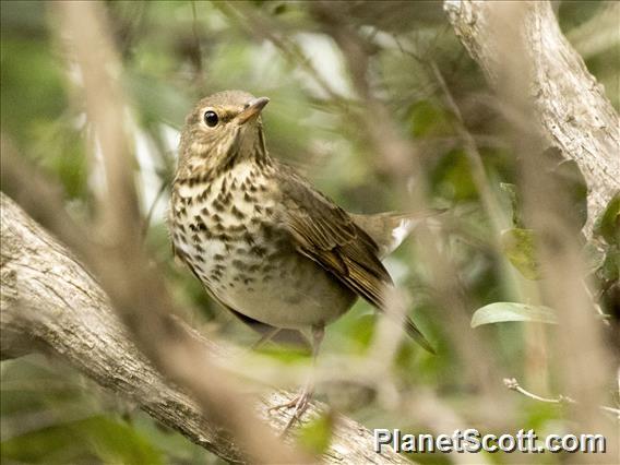 Swainson's Thrush (Catharus ustulatus)