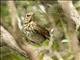 Swainsons Thrush (Catharus ustulatus)