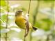 Nashville Warbler (Oreothlypis ruficapilla)