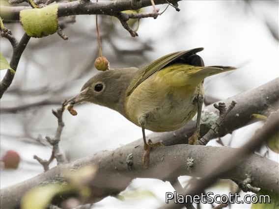 Nashville Warbler (Leiothlypis ruficapilla)