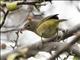 Connecticut Warbler (Oporornis agilis)