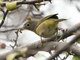 Nashville Warbler (Leiothlypis ruficapilla)