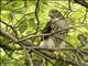 Coopers Hawk (Accipiter cooperii)