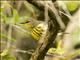 Cape May Warbler (Setophaga tigrina)