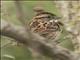 White-throated Sparrow (Zonotrichia albicollis)