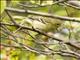 Blackpoll Warbler (Setophaga striata)