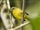 Thick-billed Euphonia (Euphonia laniirostris) Female