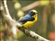 Thick-billed Euphonia (Euphonia laniirostris) Male