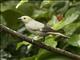 Palm Tanager (Thraupis palmarum)