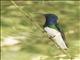 White-necked Jacobin (Florisuga mellivora) - Male