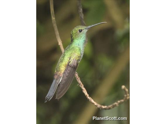 White-vented Plumeleteer (Chalybura buffonii)