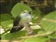 Blue-chested Hummingbird (Amazilia amabilis) - Female