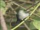 Violet-bellied Hummingbird (Juliamyia julie) - Female