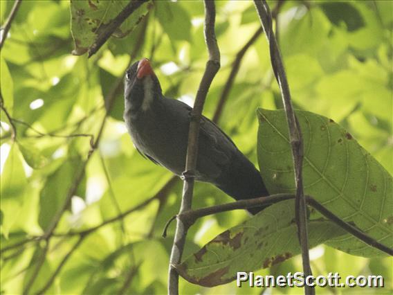 Slate-colored Grosbeak (Saltator grossus)