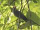 Slate-colored Grosbeak (Saltator grossus)