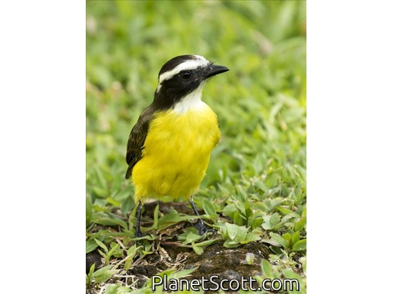 Rusty-margined Flycatcher (Myiozetetes cayanensis)