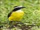 Rusty-margined Flycatcher (Myiozetetes cayanensis)