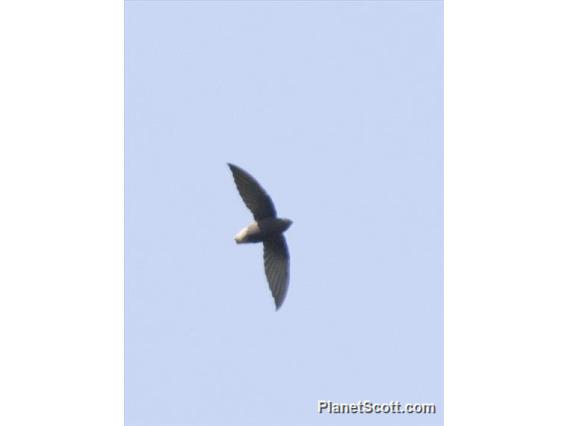 Short-tailed Swift (Chaetura brachyura)