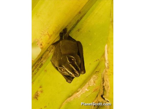 Common Tent-making Bat (Uroderma magnirostrum)