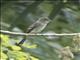 Tropical Pewee (Contopus cinereus)