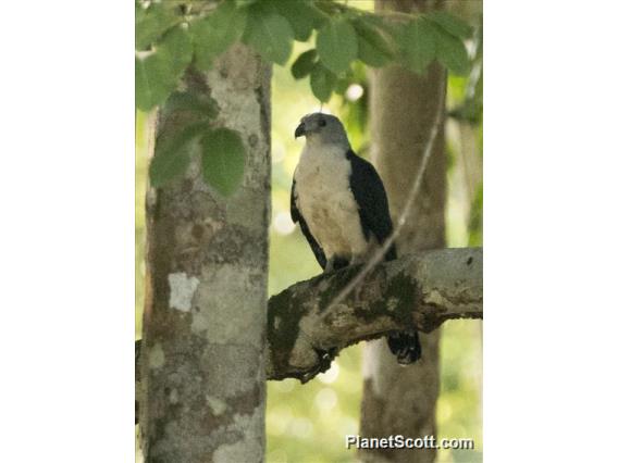 Gray-headed Kite (Leptodon cayanensis)